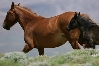Wild Horses (LQ8P6741).jpg